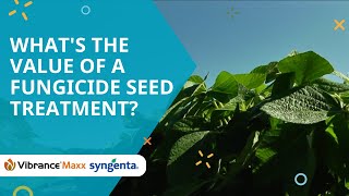 Whats the value of a fungicide seed treatment [upl. by Boni571]