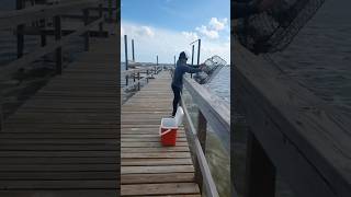 Crab fishing crab shortvideo shorts [upl. by Khudari]