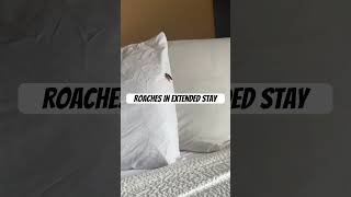 roaches in extended stay america bugs hotels [upl. by Kcirde]