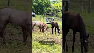 Let’s put the weanlings out horse aqha [upl. by Arrol]