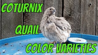 Coturnix Quail Color Varieties [upl. by Campos689]