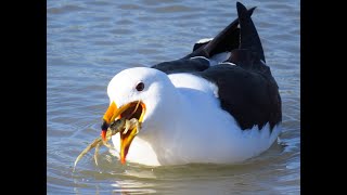 GAVIOTA CANGREJERA comiendo cangrejo [upl. by Eelrihs394]