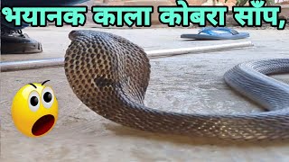 भयानक काला कोबरा साँप😳इस घर मे कैसे घात लगाए बैठा था🐉😱 DangerousBlackCobra SnakeRescue [upl. by Lourie]