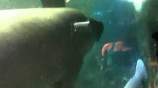 Wye Oak Encounters a Manatee [upl. by Rory]