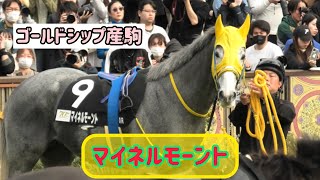 【ゴールドシップ産駒】綺麗な灰色の毛並みと可愛い顔・ステップがたまらん😍マイネルモーント [upl. by Ahsauqal]