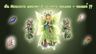 Ragnarok EXE  ดัน Moscovia แหล่งหา Blue Herb ขยะแพง  ของแรร์ [upl. by Temirf]