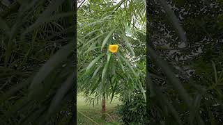 କନିଅର ଫୁଲ kaner flower Yellow OleanderCascabela thevetia educationalvideo knowing plants [upl. by Saqaw]