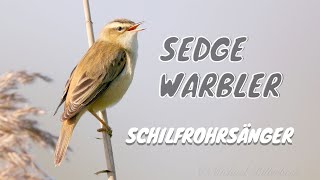 Sedge Warbler Call birds birdsounds [upl. by Ycak]