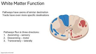 Spinal White Matter 24 [upl. by Naes999]