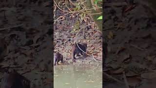 Glimpse of Sundarbans mangrove forest [upl. by Yendroc]