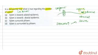 In a dorsiventral leaf what is true regarding the position of xylem [upl. by Lawlor]