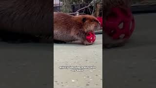 The beaver was forced to return to the wildanimals beaver rescue cute [upl. by Persian626]