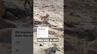 The Markhor was very close to us at Khunjerab National Park [upl. by Akenal]