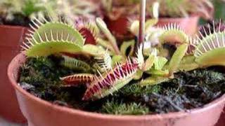 Dionaea muscipula [upl. by Teerpnam]