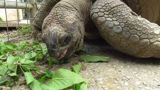 Aldabra Giant Tortoise Eating [upl. by Ardehs]