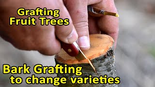 Grafting Fruit Trees  Bark Grafting to change varieties  Bark Grafting Updates [upl. by Doner]