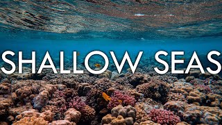 Shallow Seas  Continental Shelf Coral Plankton and Kelp  Biomes11 [upl. by Airehs]