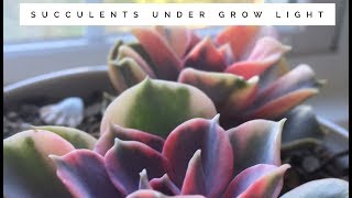 Succulents under grow light [upl. by Mailliwnhoj]