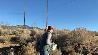 Collecting Sagebrush Artemisia tridentata Seed for Restoration [upl. by Merritt]