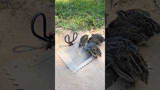 Simple DIY Trap  Create Amazing Quail Trap shirts [upl. by Lyrrad317]