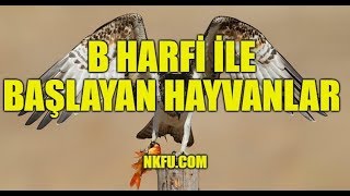 B Harfiyle Başlayan Hayvanlar [upl. by Eelnyl728]