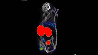 A nanobodybased tracer targeting DPP6 for noninvasive imaging of human pancreatic endocrine cells [upl. by Eidissac811]