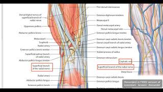 Anatomical snuff box [upl. by Annaigroeg]