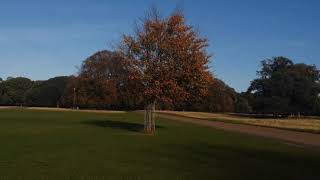 Lots of Deer in Holkham Park [upl. by Gilberte]