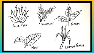 medicinal plants drawingmedicinal plants drawing with namedrawing of medicinal plants [upl. by Shuler]