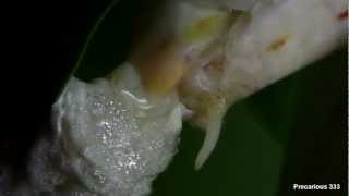 Orchid mantis lays an ootheca [upl. by Frohne]