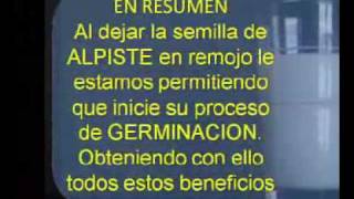 Alpiste y el Proceso de Germinación [upl. by Crescentia]