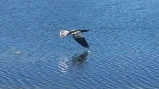 Anhinga in Flight [upl. by Foscalina829]