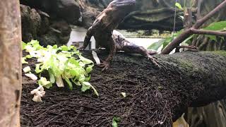 Ctenosaura pectinata panda pied eating in the greenhouse [upl. by Notyalk]