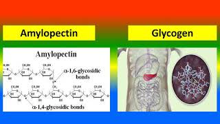 Difference Between Amylopectin and Glycogen [upl. by Scotney]