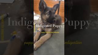 indigestion puppy 🐶Vomiting amp Diarrhea 🤮😱🐕 shorts trending youtubeshorts pets [upl. by Ateuqirne]