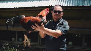 Promoting Backyard Chicken Farming to Address Poverty In Rural Mindanao [upl. by Toulon]