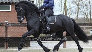 Friesian Horse Baroque dressage and driving stallion [upl. by Tavy]