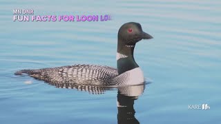 Fun facts for loon lovers [upl. by Ahsyas]