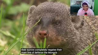 REACTION to Tierzoo Are Mongooses OP [upl. by Gilbertine578]