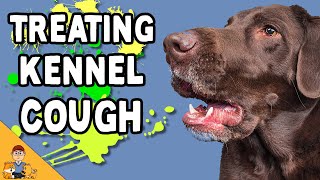 Kennel Cough In Dogs Home Treatment or Antibiotics [upl. by Ceevah649]