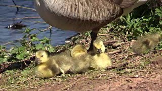 Kings Mill Reservoir  Aerial Footage [upl. by Garnette]