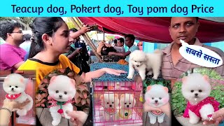 Pomeranian dog price in India  Teacup dog price in India  Pocket dog price in India  Cheapest Dog [upl. by Fugate]