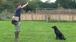 Gundog training Drop emergency stop [upl. by Hanas]