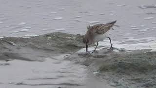 Semipalmated Sandpiper Pool of Virkie 6th October 2019 [upl. by Waylan]