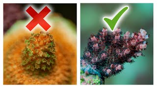 8 Ways to Improve Acropora Coral Growth  SPS Reef Tank [upl. by Alyhc]