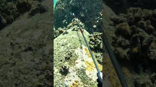 Spearfishing Dos and Donts  Do Your Own Research on Ciguatera Fish Poisoning  Big Island Hawaii [upl. by Roeser]