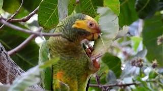 PAPAGAIOGALEGO ALIPIOPSITTA XANTHOPS YELLOWFACED PARROT PAPAGAIOCURRALEIRO PAPAGAIOCURAU [upl. by Pamela748]