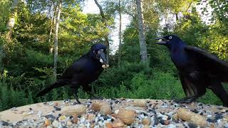 Common Grackles [upl. by Naic]