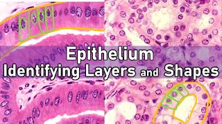 Identifying Layers and Shapes  Epithelium [upl. by Lustig938]