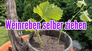 Weinreben selber ziehen  Wein vermehren durch Stecklinge und Ableger Weintrauben Pflanze [upl. by Crissy]